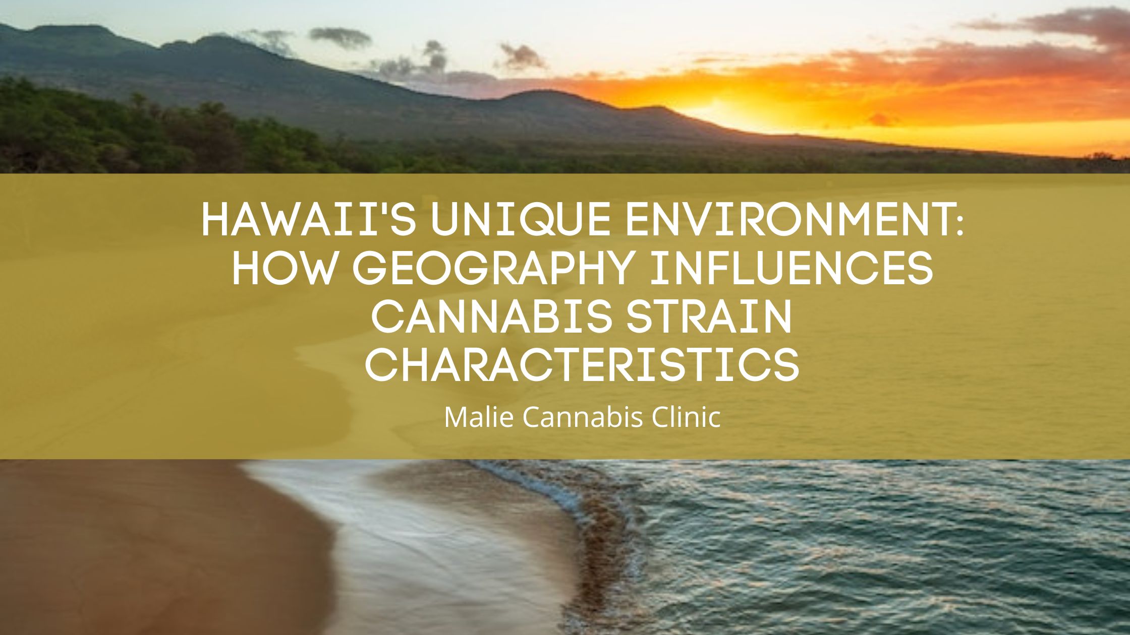Hawaii's Unique Environment: How Geography Influences Cannabis Strain Characteristics
